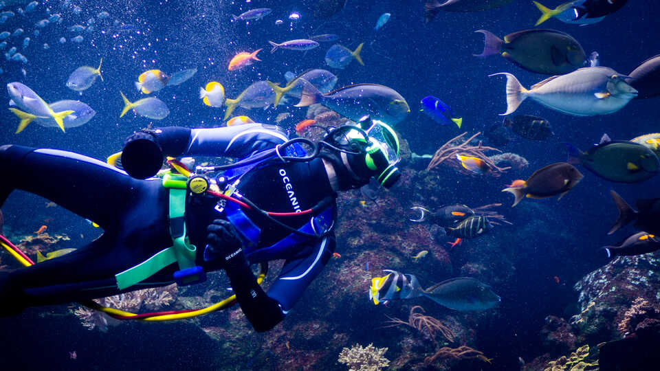 Volunteer scuba diver swims in the Philippine Coral Reef exhibit among colorful fish