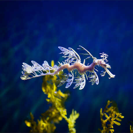 Leafy Seadragon 