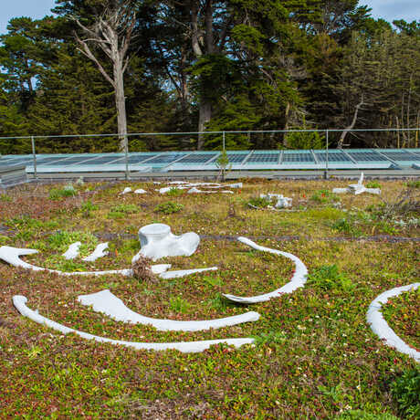 Bleaching Bones on the Living Roof