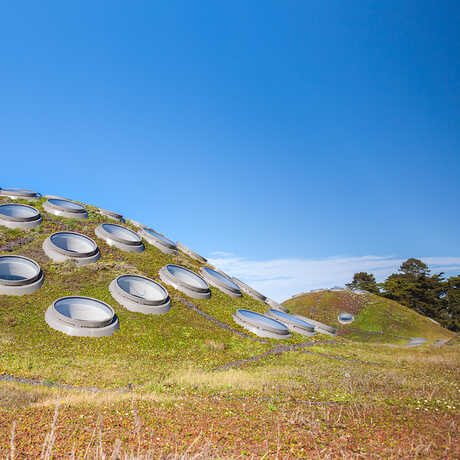 The Living Roof