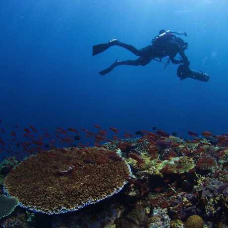 A mesophotic diver during a decompression stop 