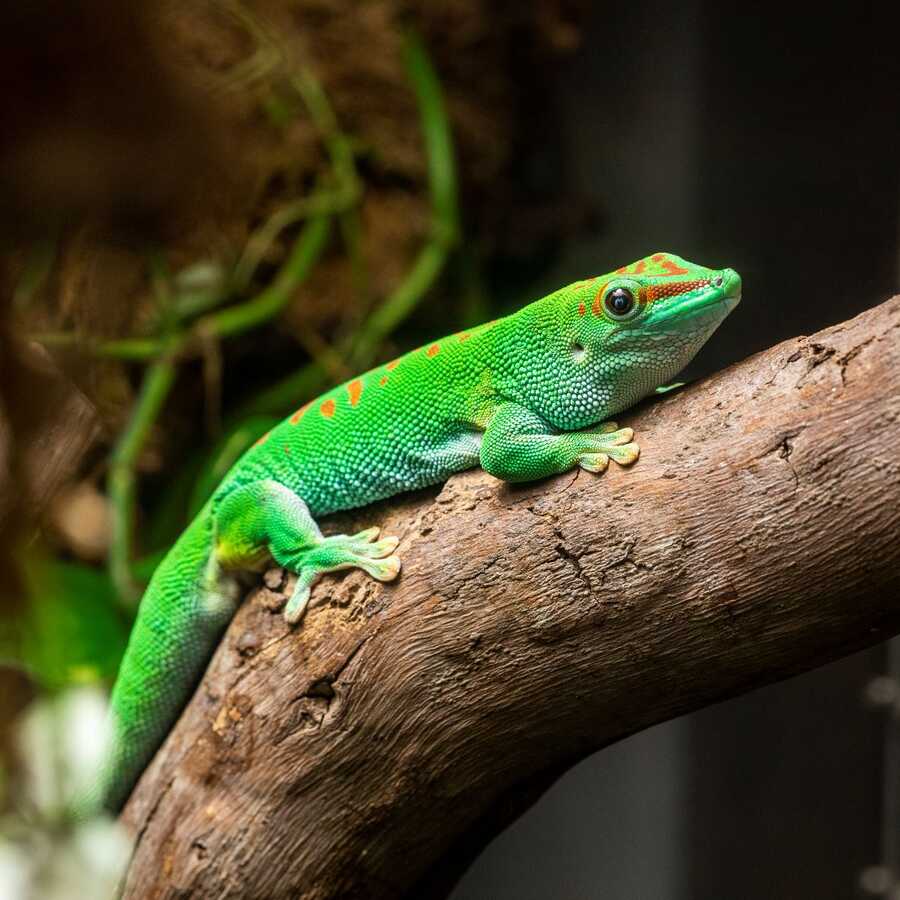 Madagascar day gecko