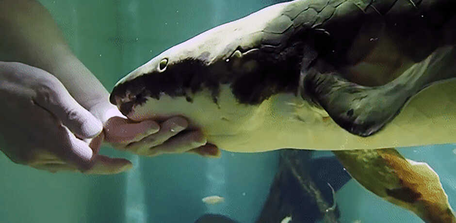 Methuselah the lungfish gets a chin scratch by an Academy biologist