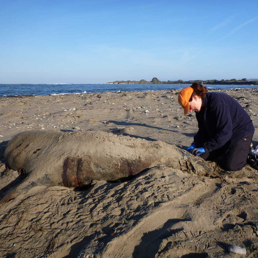 Moe Flannery examines a deceased pinniped.