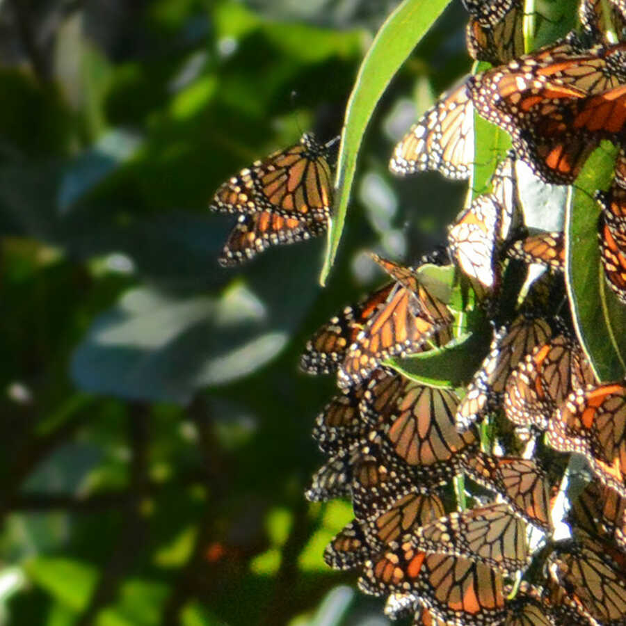 monarch butterflies