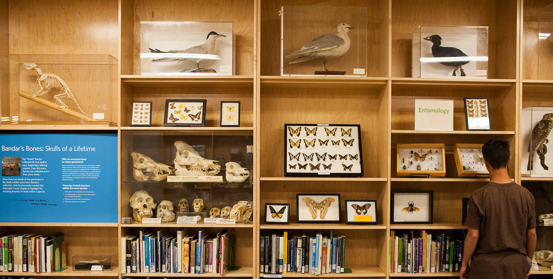 A visitor inspecting the Naturalist Center cabinets filled with specimens, books, and more.