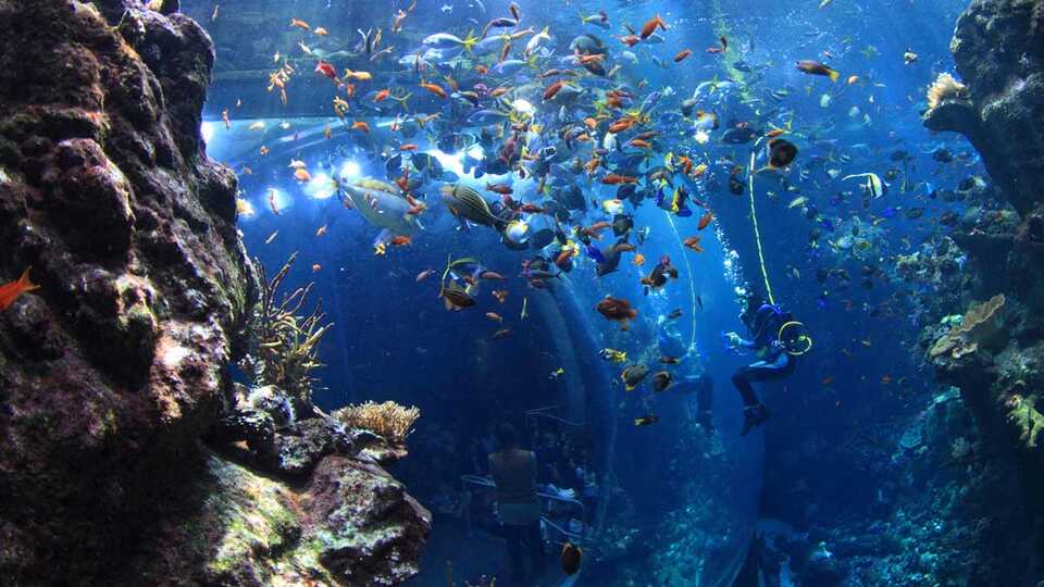 Academy Diver in Philippine Coral Reef Tank