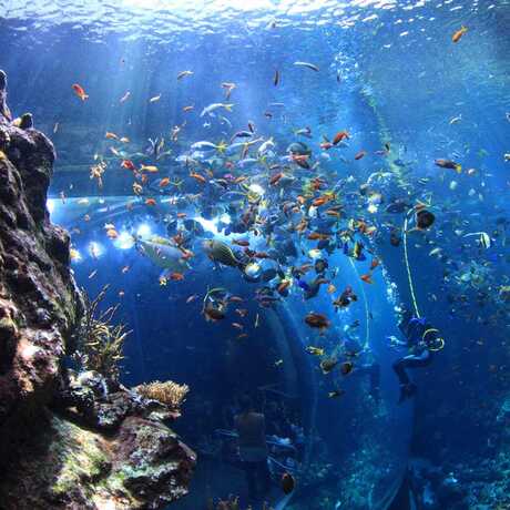 Academy Diver in Philippine Coral Reef Tank