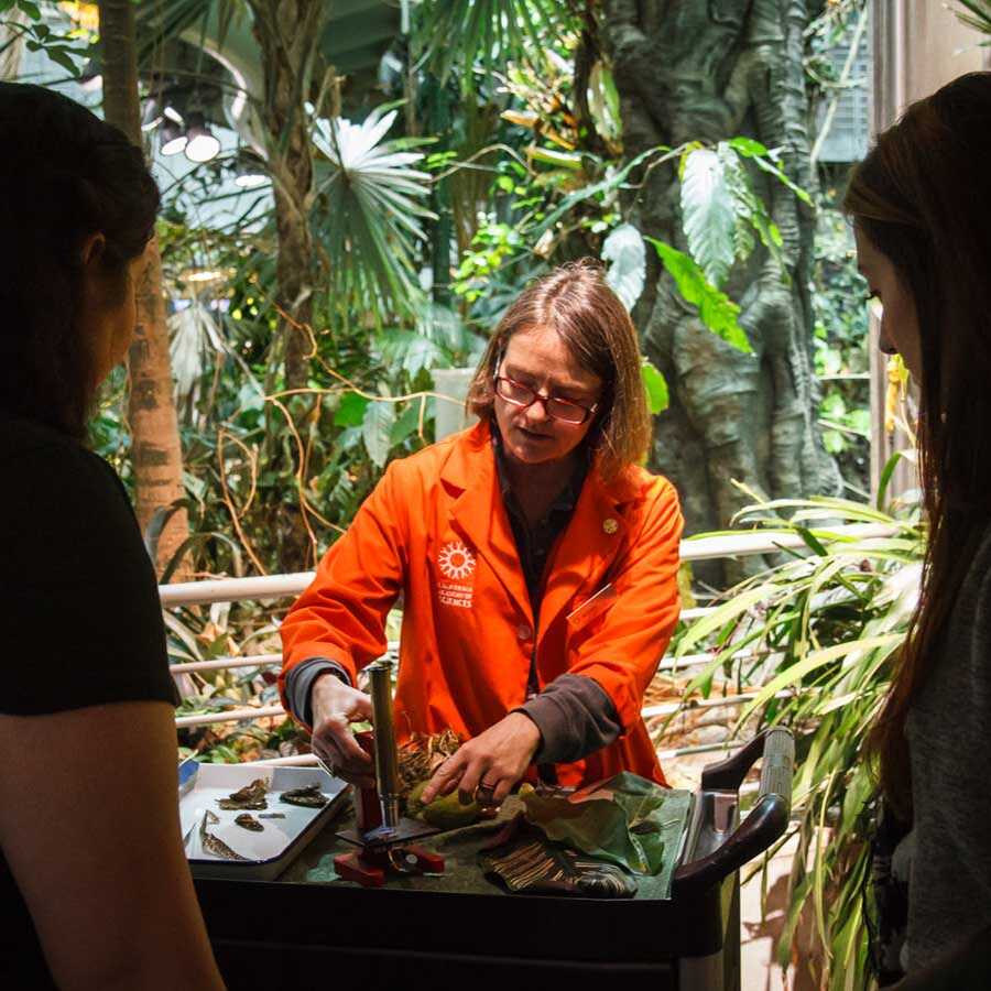 docent in the rainforest