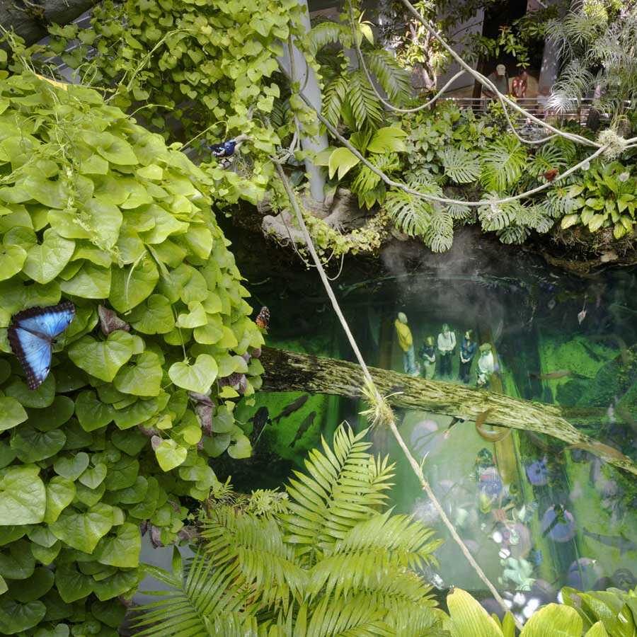 osher rainforest
