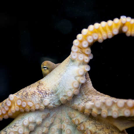 Giant Pacific octopus in Steinhart Aquarium glares menacingly at the camera from between its tentacles. Photo by Kathryn Whitney
