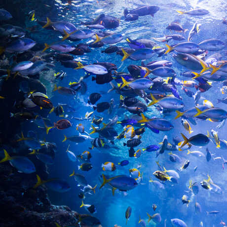 Colorful fish in the Philippine Coral Reef exhibit