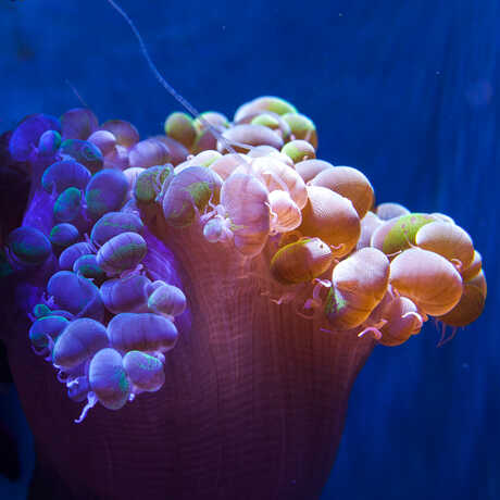 Closeup of a brightly colored, purple and pink anemone.