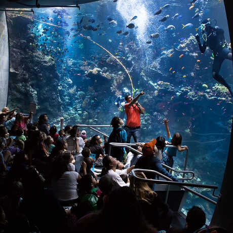Philippine Coral Reef