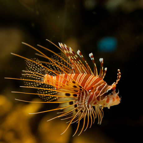 A lion fish with long, venomous spines in the Philippine adaptations exhibit.