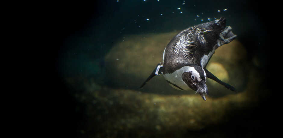 Underwater photo of African penguin swimming with fish in mouth