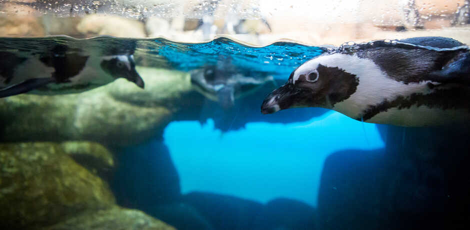 Two African penguins swimming in their habitat at the Academy