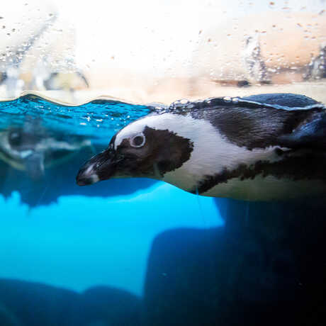 Two African penguins swimming in their habitat at the Academy