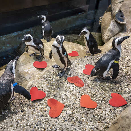 Seven African penguins (black and white with striped heads) waddle around red felt hearts in their enclosure. 