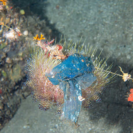 A fire urchin clings to a fishing line in the Philippines.