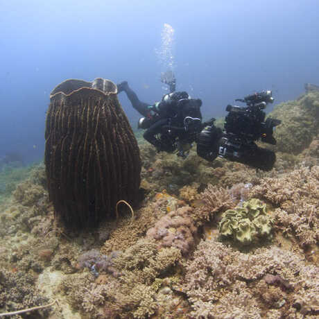 Elliott Jessup on a Philippines twilight zone dive