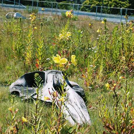 A whale skull bleaches on the Academy roof surrounded by wildflowers.