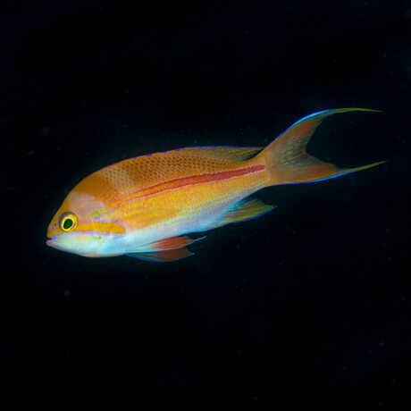 Pseudanthias fasciatus; Photo: Luiz Rocha