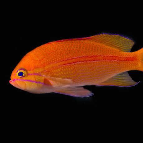 Pseudanthias fasciatus 
