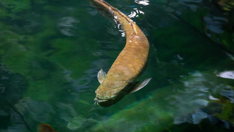 Arowana fish on exhibit in Steinhart Aquarium at California Academy of Sciences. Photo by Gayle Laird