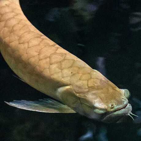 Silver arowana on view in Steinhart Aquarium at California Academy of Sciences