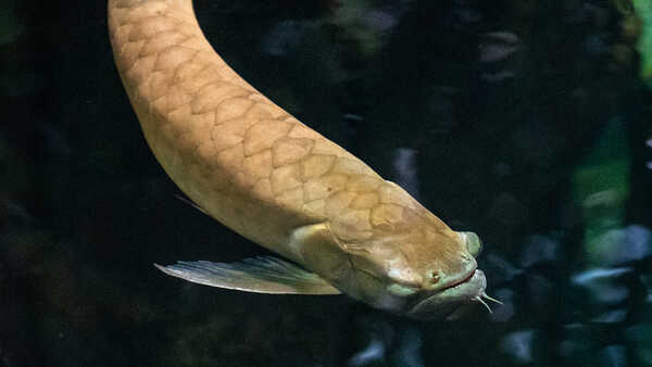 Silver arowana on view in Steinhart Aquarium at California Academy of Sciences