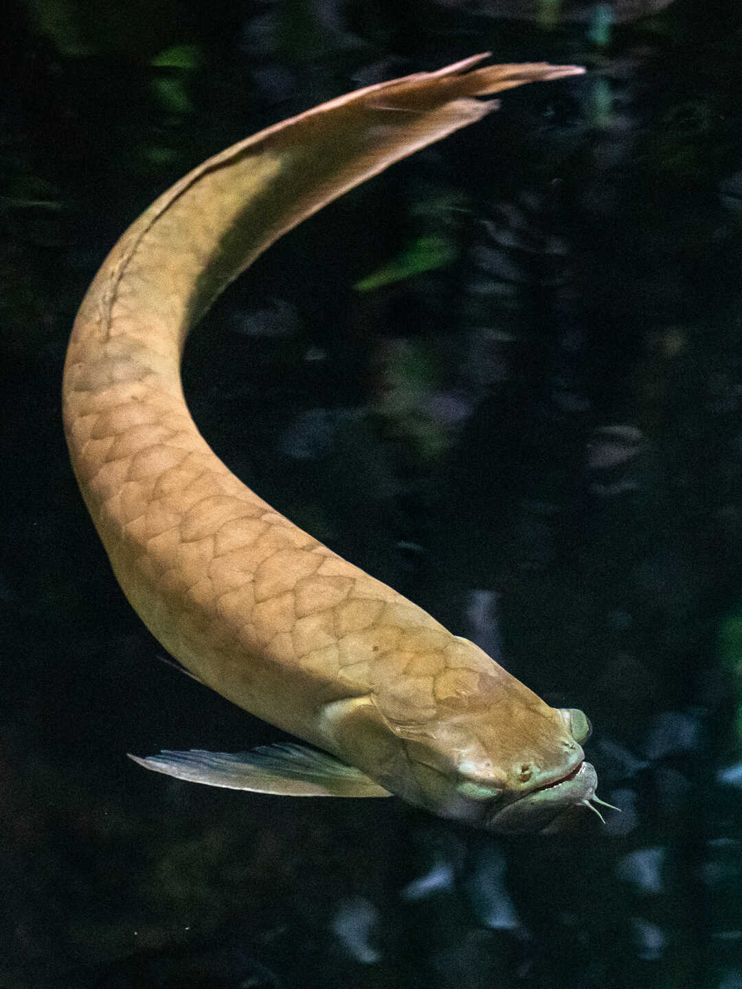 Silver arowana on exhibit at California Academy of Sciences