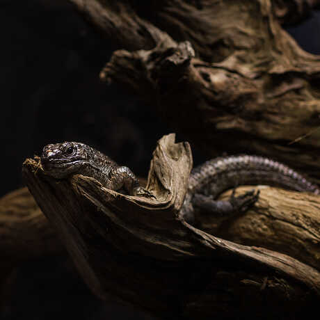 Herpetology