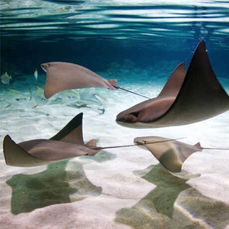 Graceful stingrays soar through Reef Lagoon