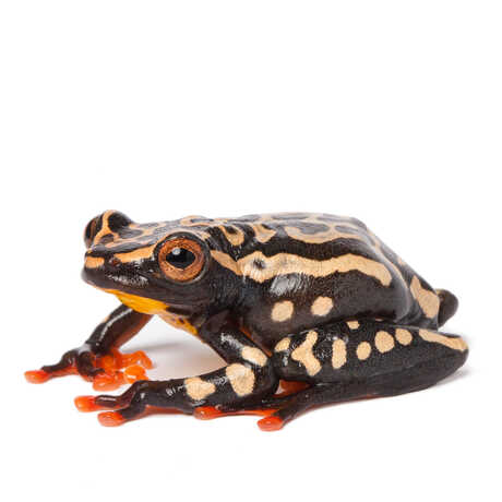 Reed Frog