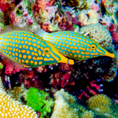 2 orange-spotted filefish next to a coral reef