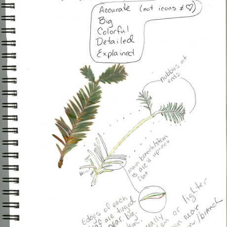 sketch of a redwood leaf