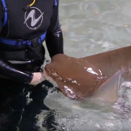 Stingray with biologist