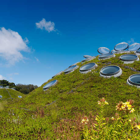 The lush green living roof of the California Academy of Sciences. Photo by Tim Griffith