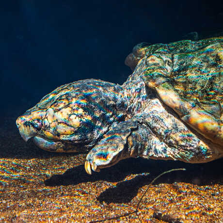 One of 3 alligator snapping turtles on exhibit at Steinhart Aquarium at Cal Academy. Photo credit: Gayle Laird