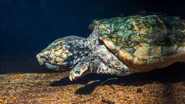 One of 3 alligator snapping turtles on exhibit at Steinhart Aquarium at Cal Academy. Photo credit: Gayle Laird