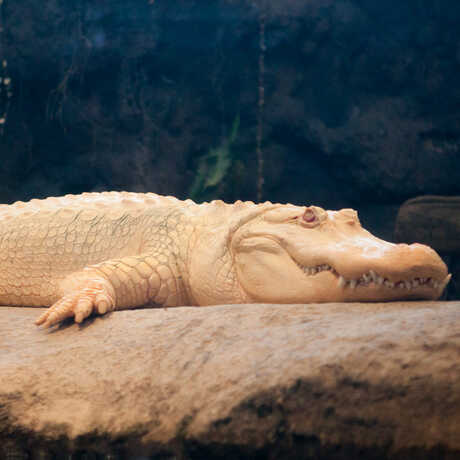 Close-up profile photo of Claude on his rock.