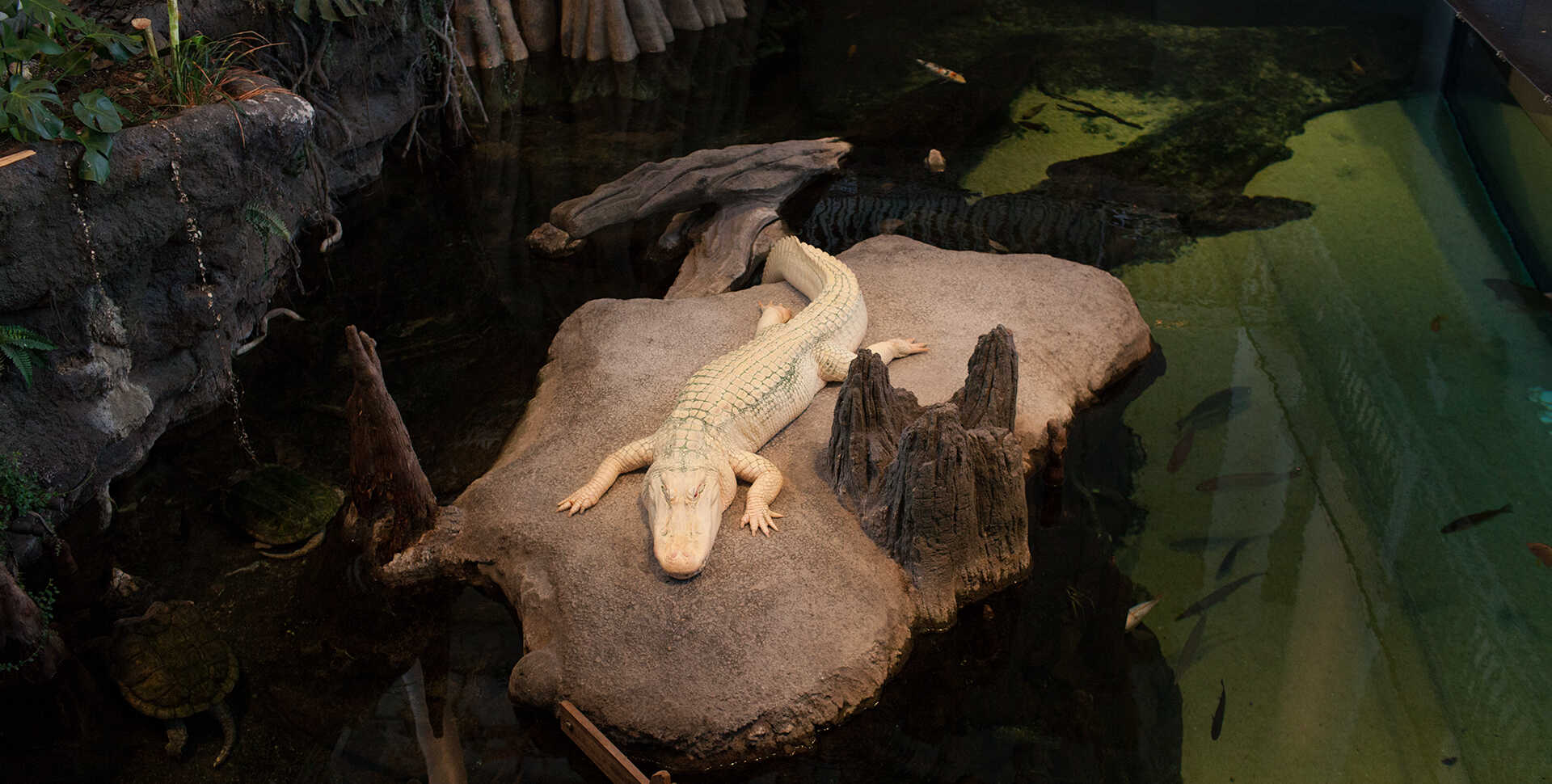 Claude the alligator with albinism sits on his rock in the Academy's Swamp exhibit