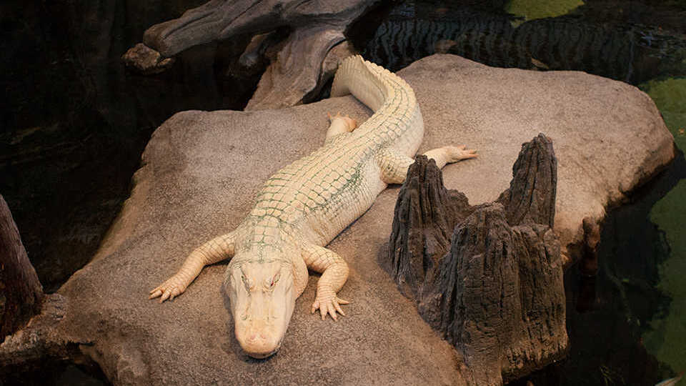 Claude, the Academy's American alligator with albinism, in the swamp exhibit