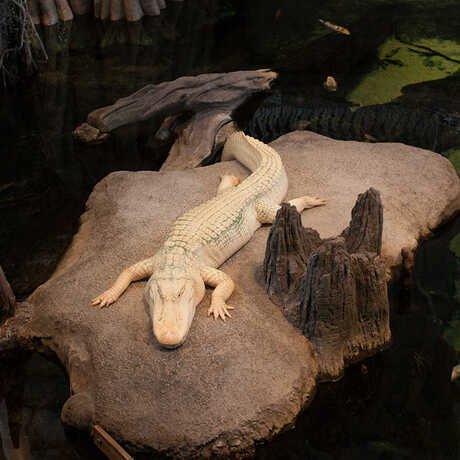Claude, the Academy's American alligator with albinism, in the swamp exhibit