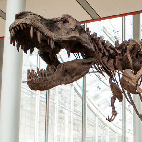The toothy, open mouth of a T. rex skeleton greets visitors at the Academy entrance.