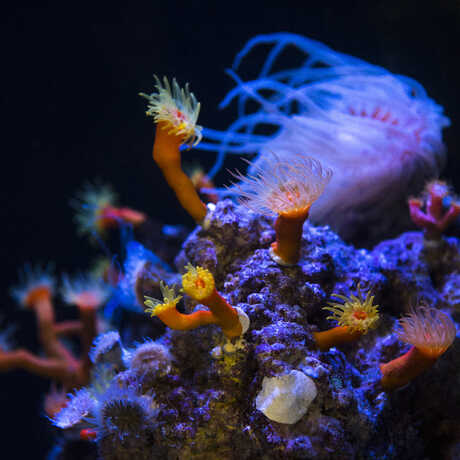 Fluorescent deep reef corals in the Twilight Zone exhibit at the Academy