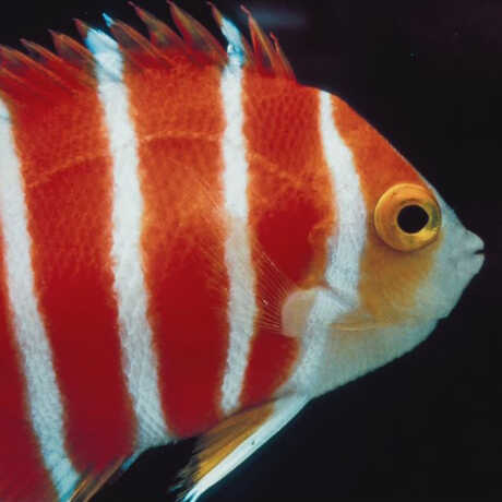 Photo of fish in twilight zone