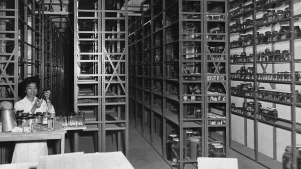 Pearl Sonoda holds up a specimen suspended in a jar in the fish collections at the Academy, in a black and white vintage photograph.