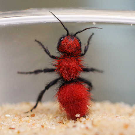 A venomous velvet ant on display in new exhibit Venom at the Academy